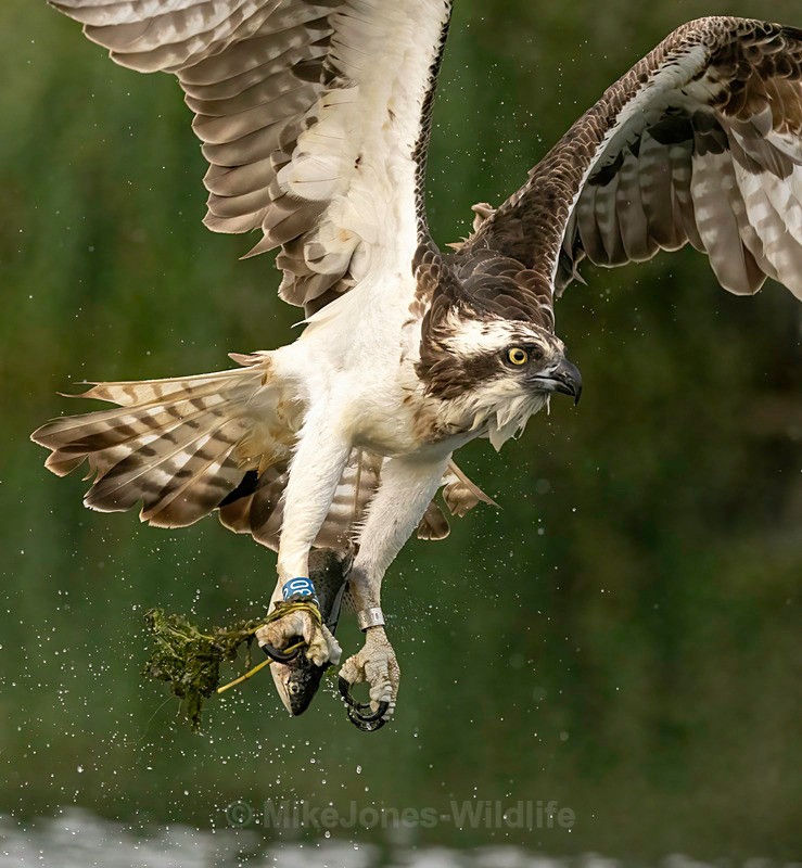 RUTLAND WATER OSPREY. 5 - OSPREYS 2022