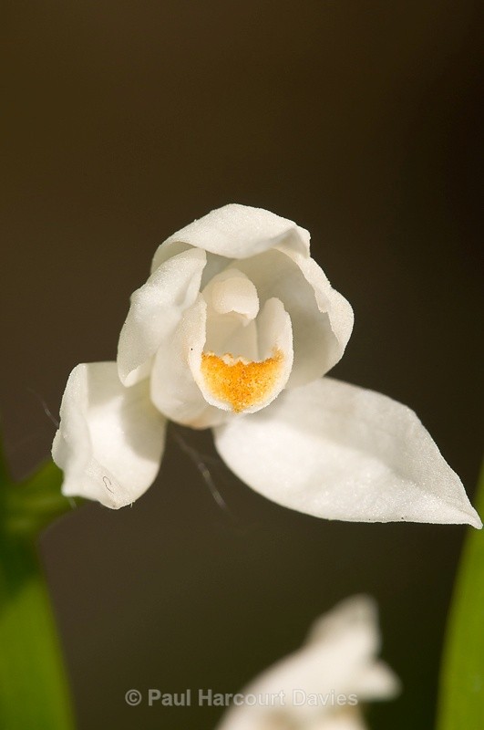  - Orchids - Various