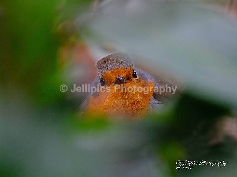 - Wildlife and Nature