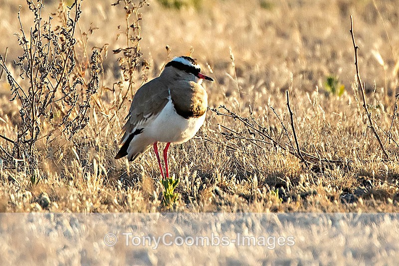 Crowned Lapwing - Etosha National Park ~ Birds