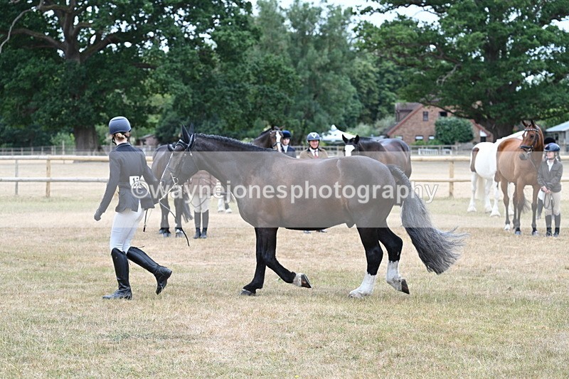 WJ7_0116 - Class 5a Most Handsome Gelding (above 14.2hh)