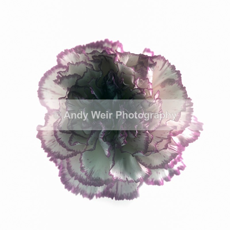 20120624-_MG_9004-1199 - Plants & Flowers