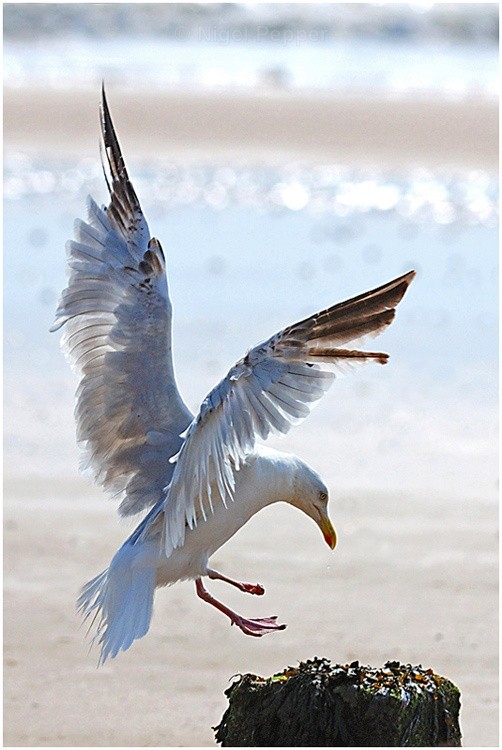 About to Land - Leggy the Herring Gull