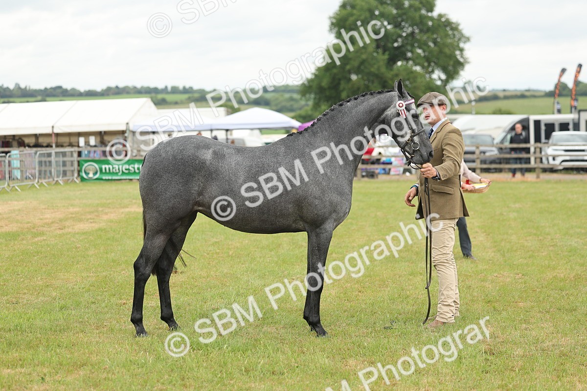 SBM_05485 - Class 68-73 - Riding Pony Breeding