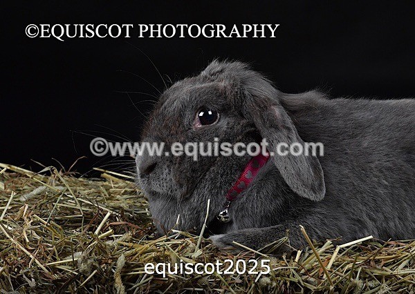 equiscot2025 - GIZMO & OSCAR