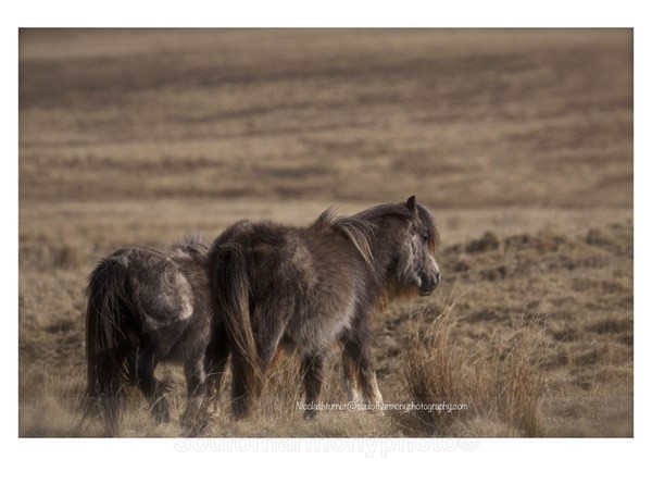 Welsh  Mountain & Moorlands - Wildlife Wildlife