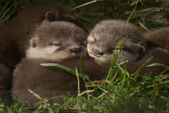 8 - Otters