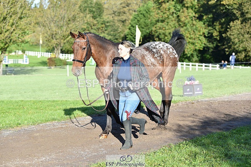 231022-100922-22271 - 482-ODDSPOT.VITAL.ELEMENT-Danielle.Davies-TrotUp+SJ