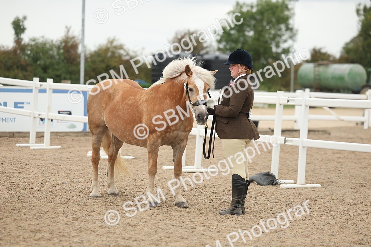 SBM_19418 - Class 317 - IH Pure Bred Horse-Pony