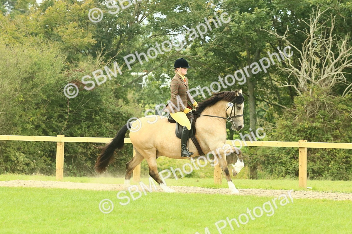SBM_71883 - S60 - Mountain & Moorland Ridden Large Breeds