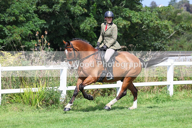 3E7A8682 - Class 5: Working Show Horse