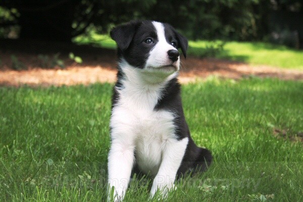 1 Seven weeks old - SASHA