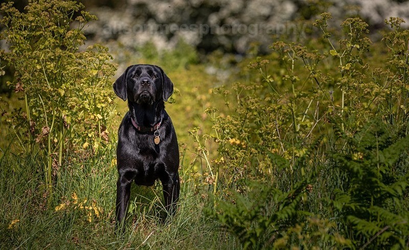  - Pet Photography