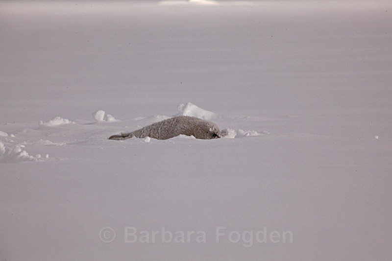 The first fresh snow 0946 - First 6 weeks of a seal pup's life