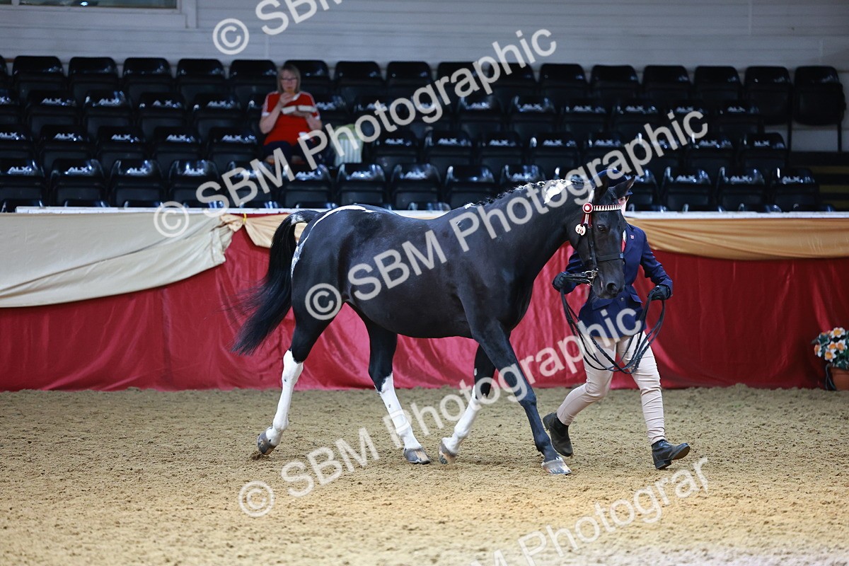 SBM_23134 - Class 903 - Supreme Final - IH Pre Vet