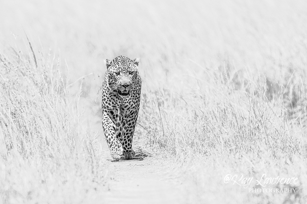Masai Mara 180223_RLP143458hkbw - Wildlife Fine Art