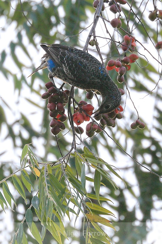 Turquoise Cotinga (female) feeding, Osa Peninsula, Costa Rica - Turquoise Cotinga