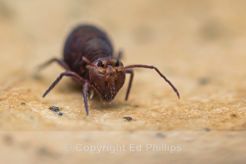 Dicyrtoma fusca - Dicyrtoma fusca