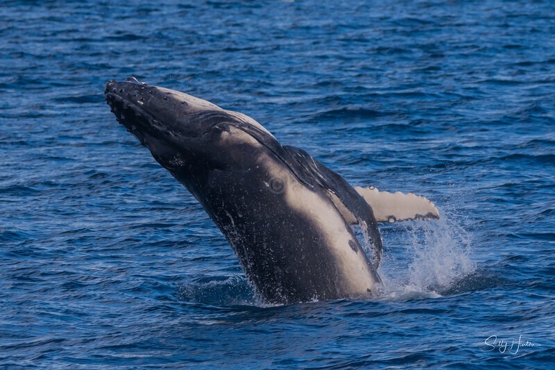 HB Calf Breach 6. 0A3A8046 - 2025 Hervey Bay Whales