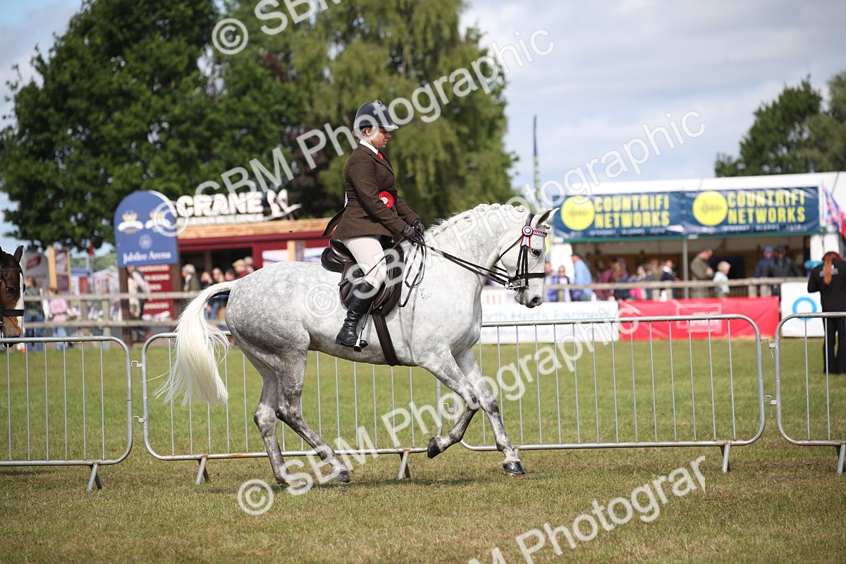 SBM_13320 - Class 95-96 - LIHS BSHA Rising Star Hack Riding Horse