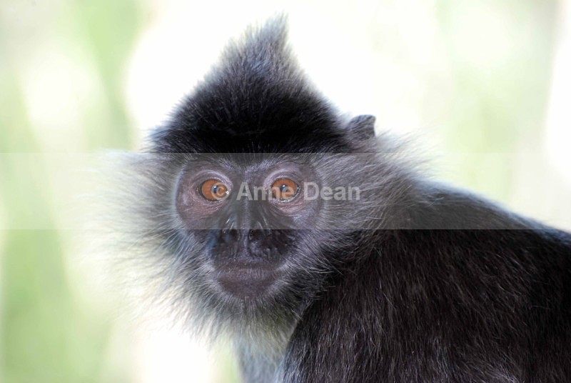Bet you blink first - Wildlife from Borneo
