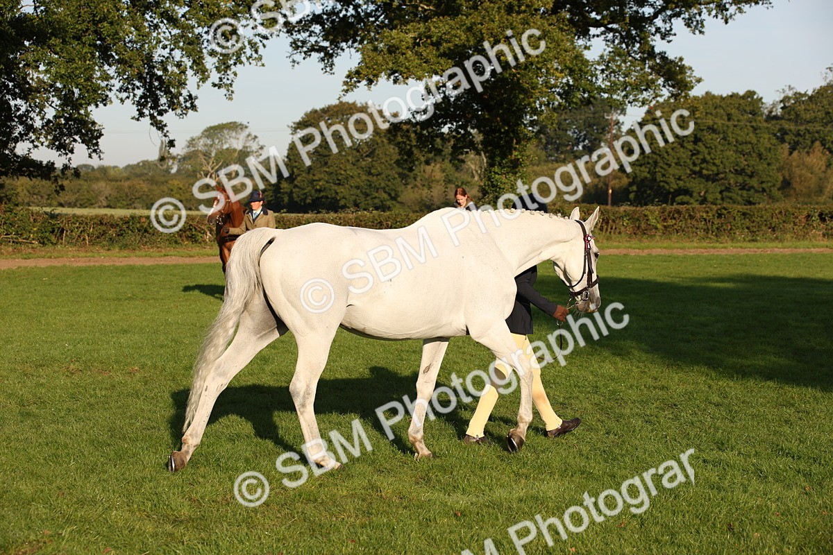 SBM_57573 - S50 - Foreign Breeds In Hand