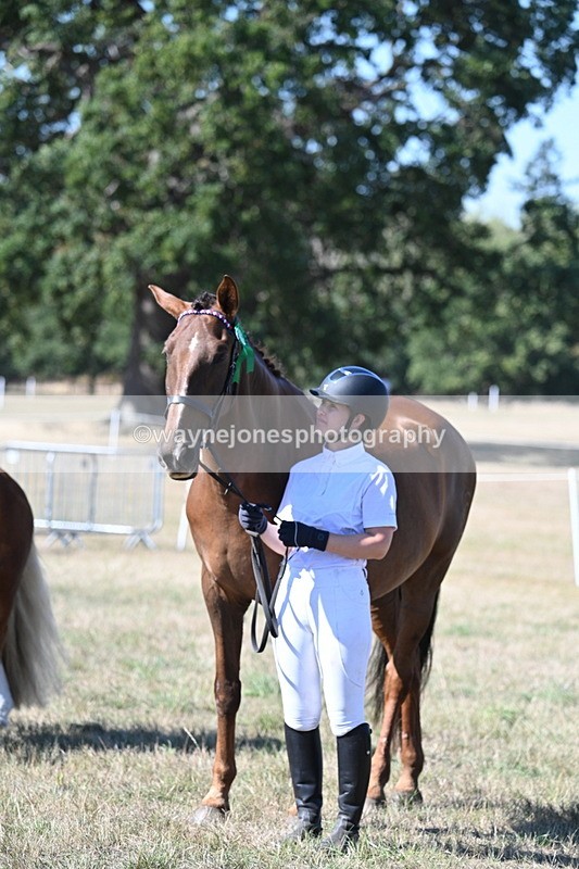 WJ7_1704 - Class 42 Most Handsome Gelding