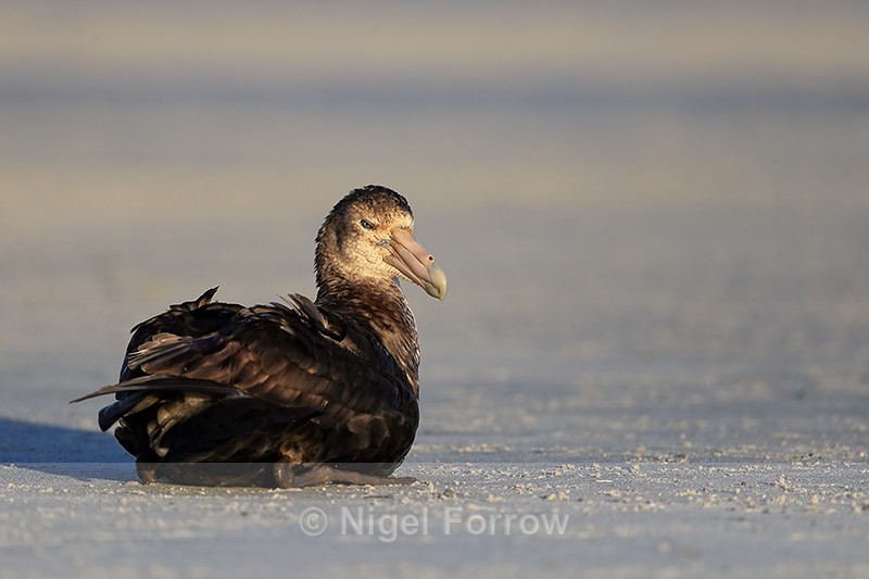 Southern Giant Petrel resting on beach, Volunteer Point, Falklands - Southern Giant Petrel