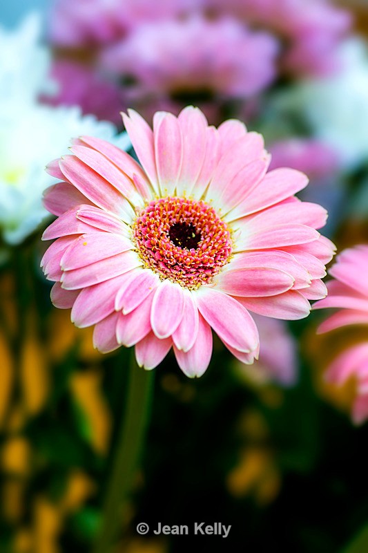 Pink Gerbera - DSC_0472 - Pink