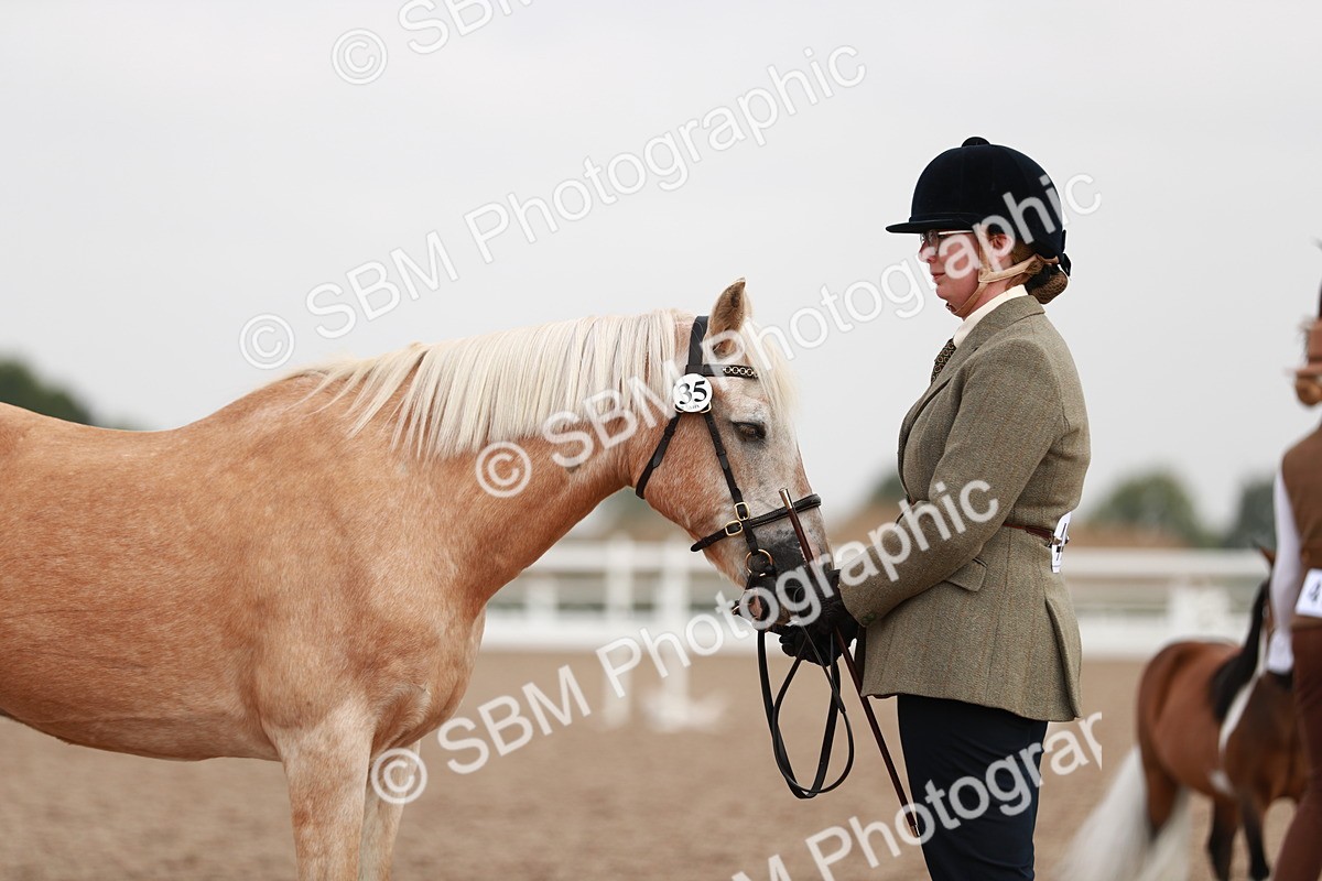 SBM_11836 - Class 206 IH Non Show Type Pony