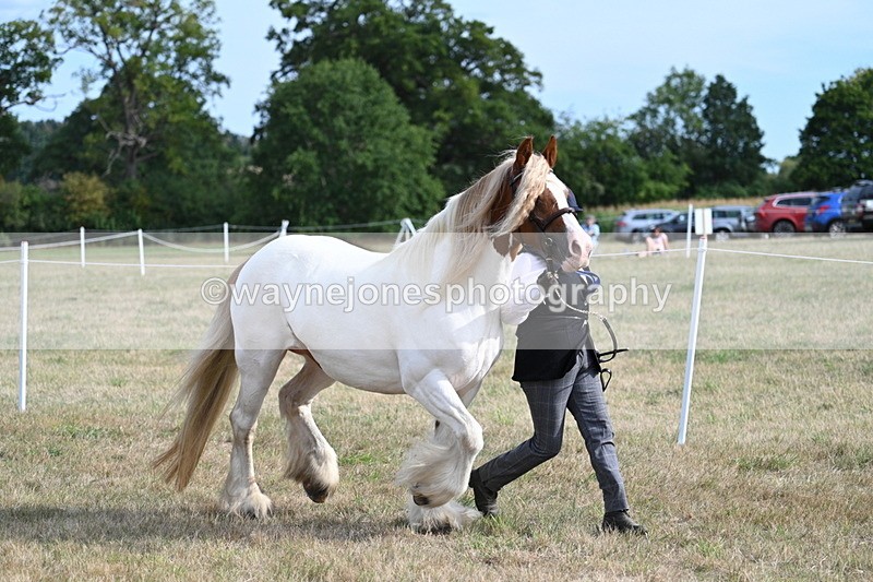 WJ7_8161 - In-hand Championship