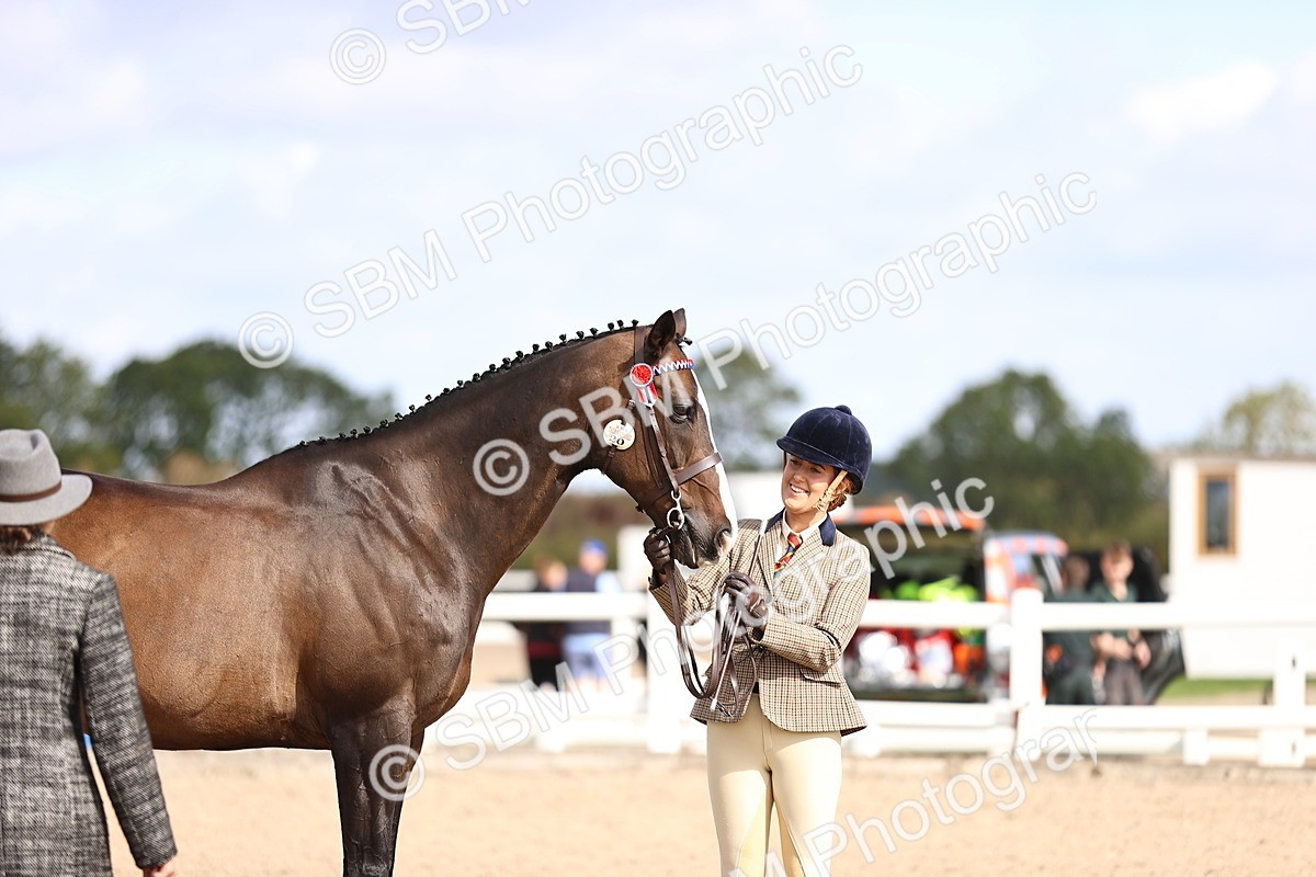 SBM_11538 - Class 407 - IH Hack-Riding Horse