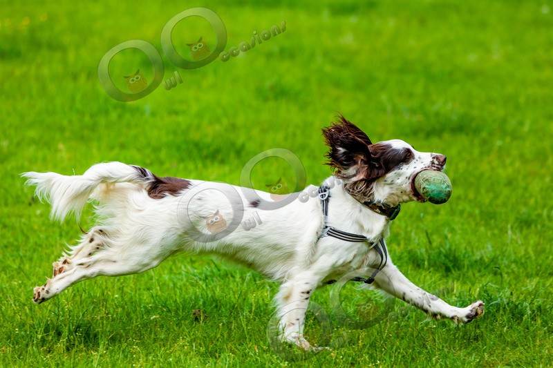 Springer spaniel-IMG_7604 - Pet Photography