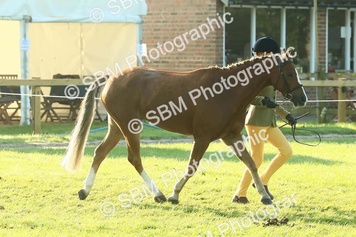 SBM_57411 - S37 - Starters In Hand Showing