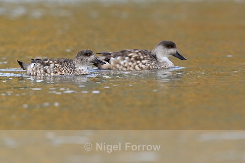 Crested Duck pair swimming together, Carcass Island, Falklands - Crested Duck