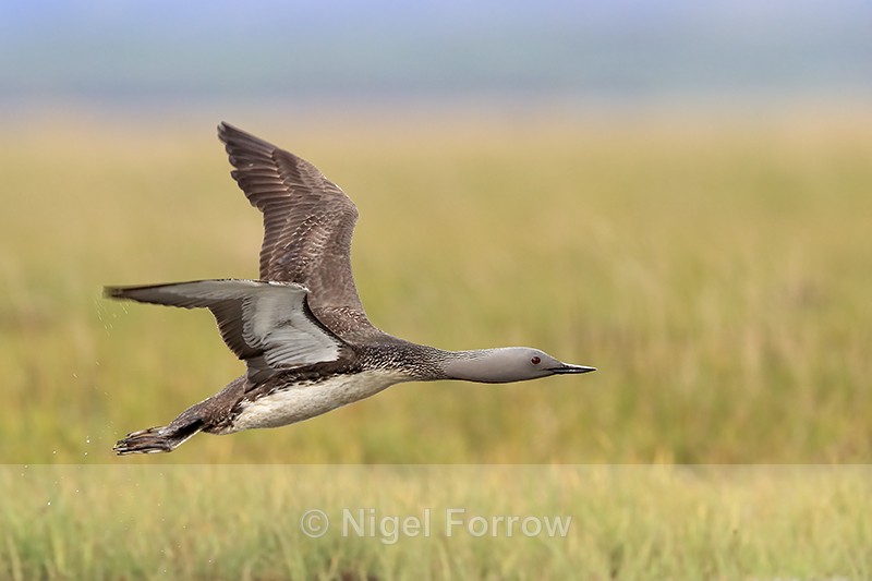 Low-flying Red-throated Diver, Floi, Iceland - Red-throated Diver