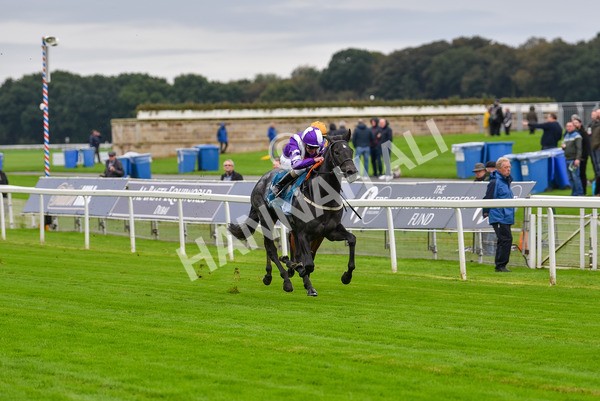 131023-Race 1-Pilgrim-9043 - Race 1 2.05pm William Hill EBF Novice Stakes