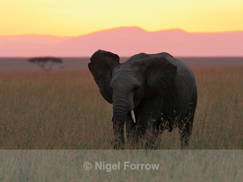 Elephant at dawn in the Mara - Elephant