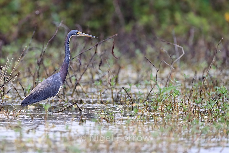 Tricolored Heron at Harns Marsh, Florida - Tricolored Heron