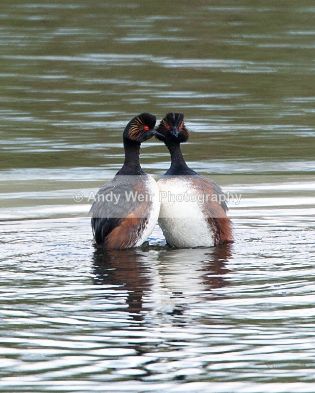 20090411-148 - Black-necked Grebe