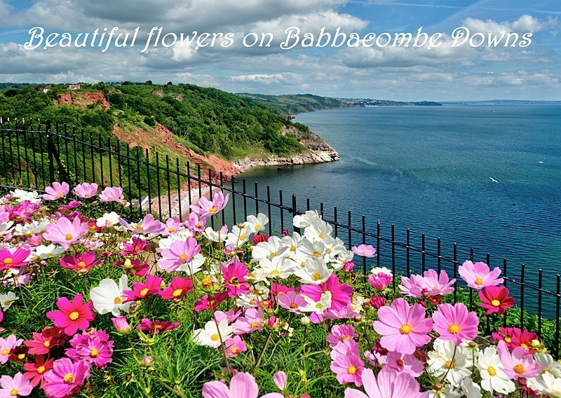 RSP047 Summer flowers at Babbacombe Downs - Torbay Postcards