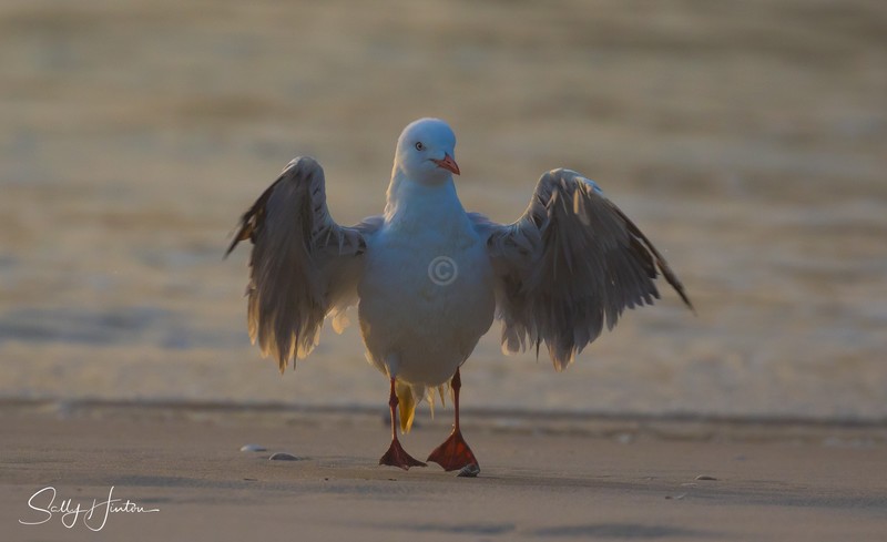 Gull Sunrise Dance 8