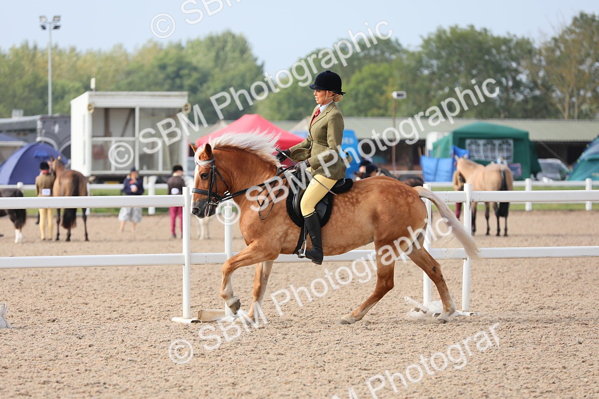 SBM_10719 - Class 303 Ridden Pure Bred Horse/Pony (excl M&M)