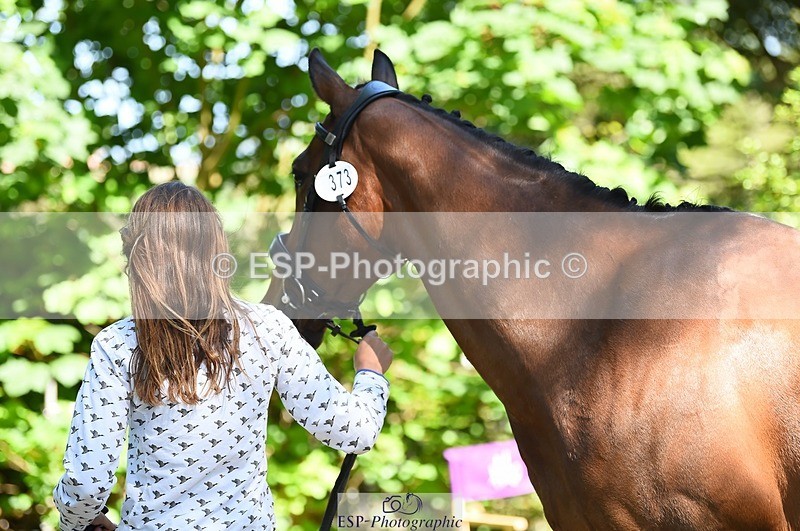 230524-153054-00322 - 373-BENGAL_LORE-Pippa_Taylor-WEDTrotUp+DR