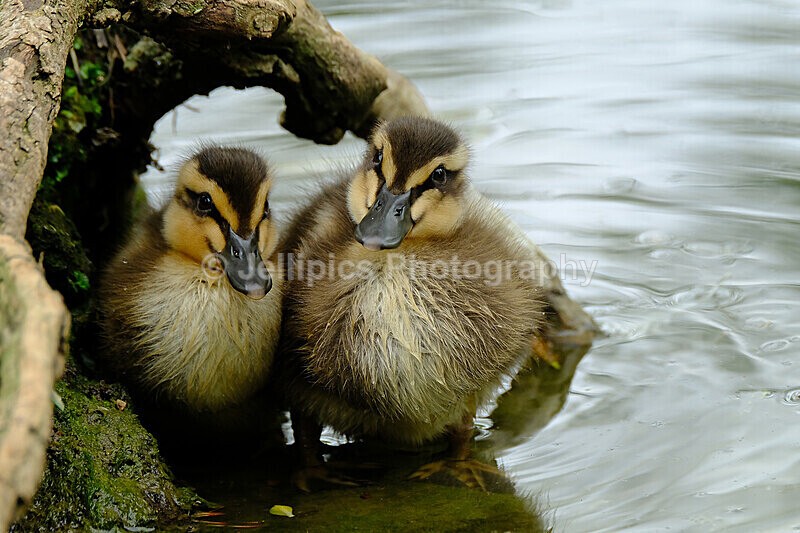  - Wildlife and Nature