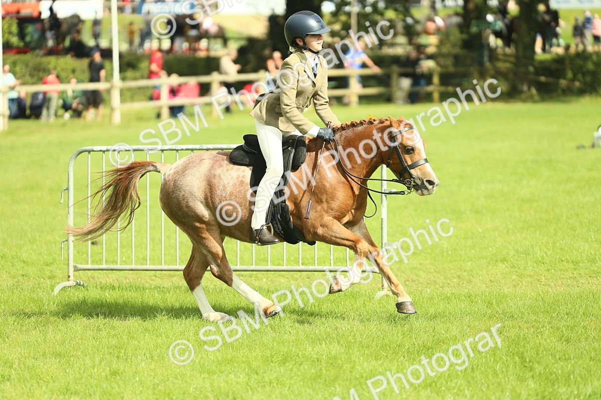 SBM_44835 - S31 - Working Hunter Pony