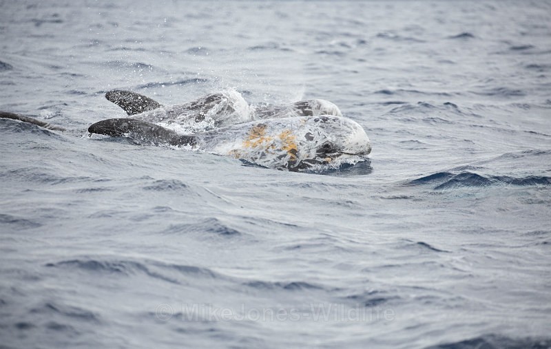 Risso's Dolphin, Pico Island, Azores - Dolphins, Whales & Orcas. Scotland, Iceland, Azores & Madeira