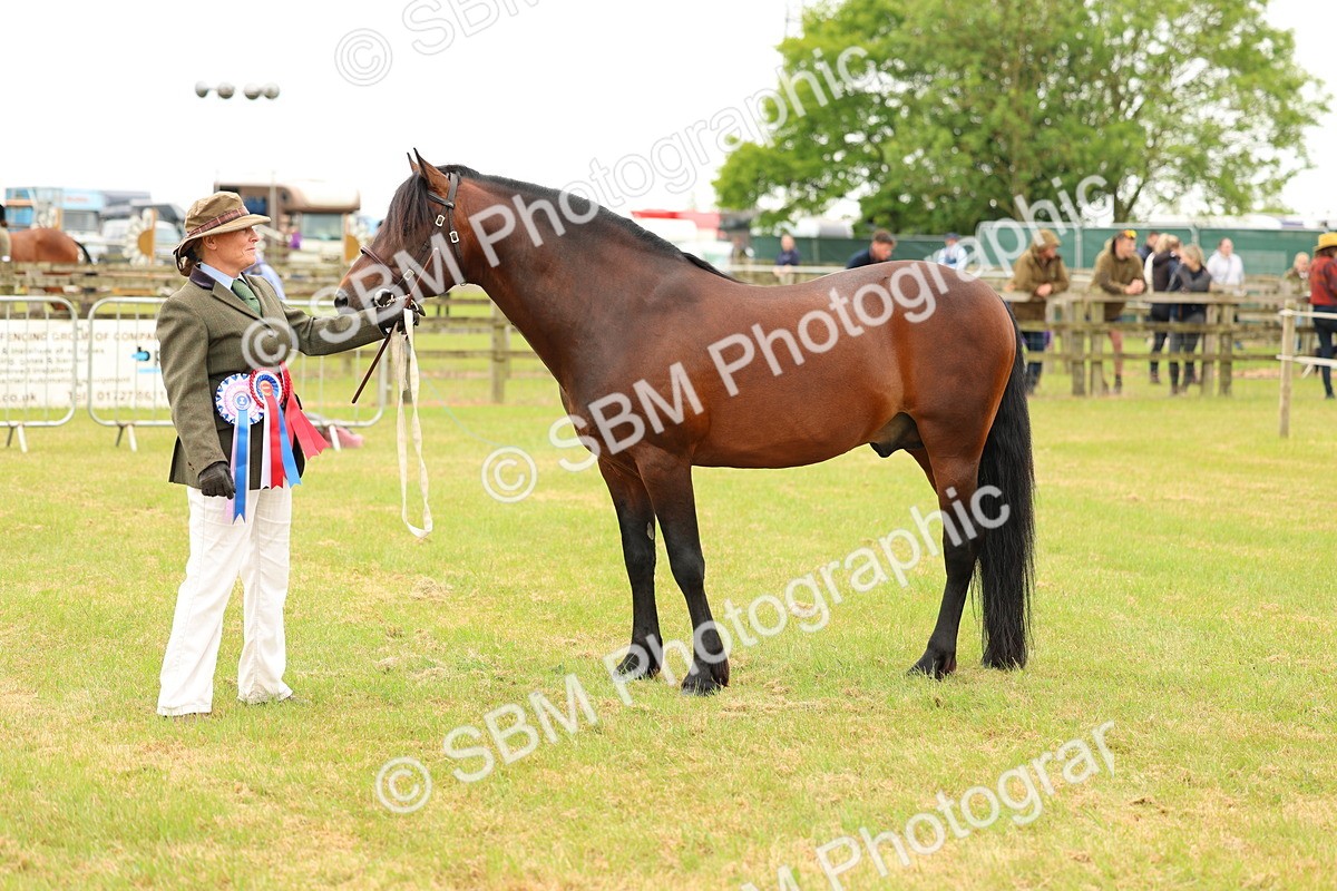 SBM_04313 - Class 64-67 - Shetland Pony In Hand