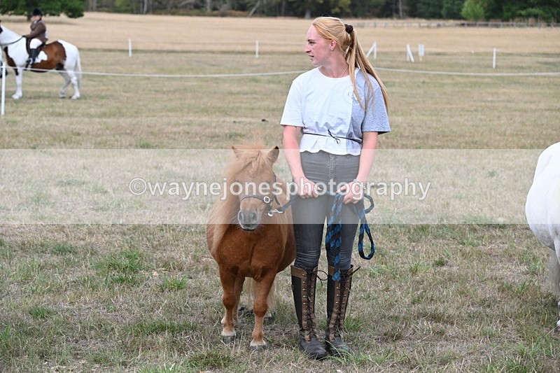 WJ6_7100 - Class 21 Shetland & Mini Horses