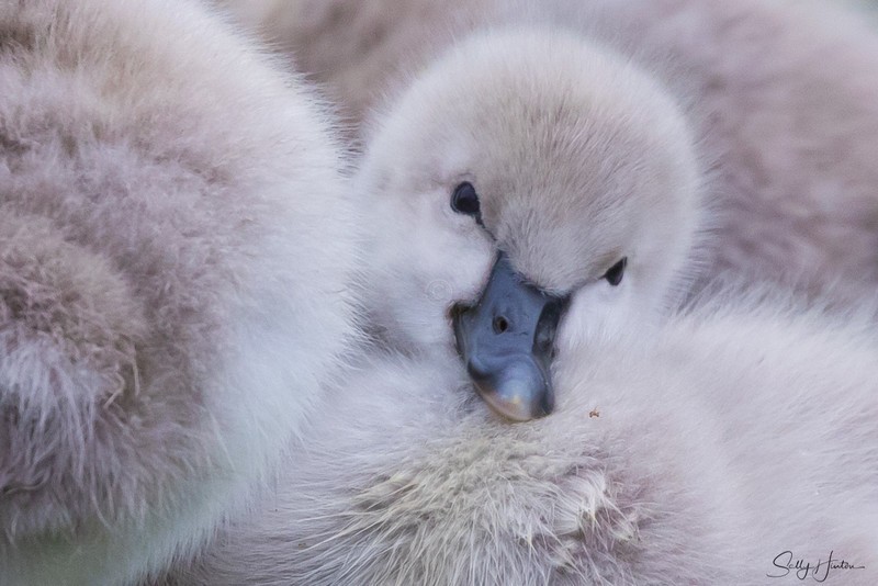 Cygnets 11